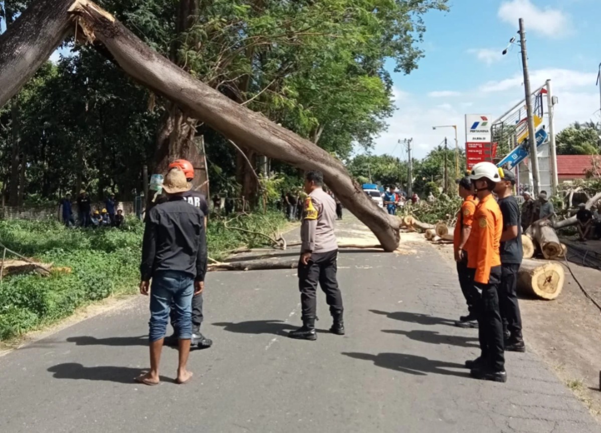 Polisi Gerak Cepat Evakuasi Pohon Tumbang di Jalur Labuhan Lombok–Sambelia